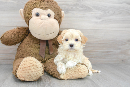 Adorable Maltepoo Poodle Mix Puppy