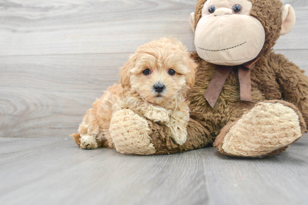 Best Maltipoo Baby