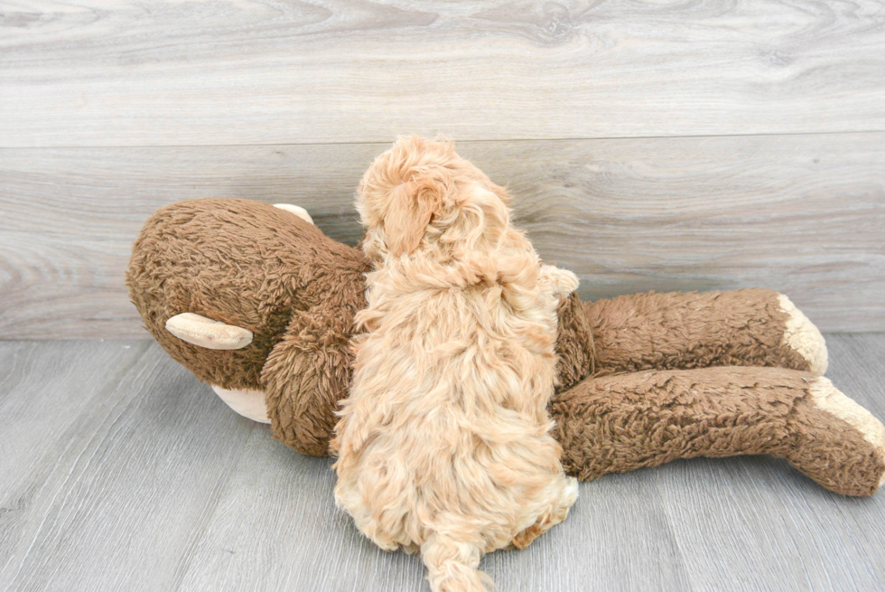 Smart Maltipoo Poodle Mix Pup