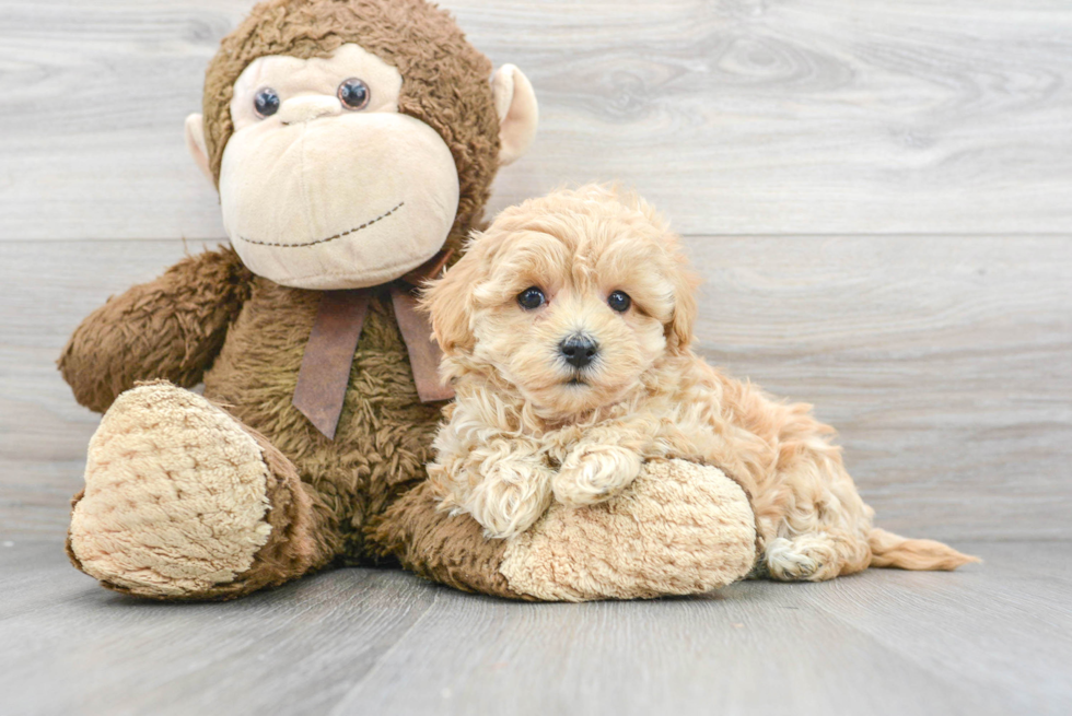 Energetic Maltese Poodle Poodle Mix Puppy