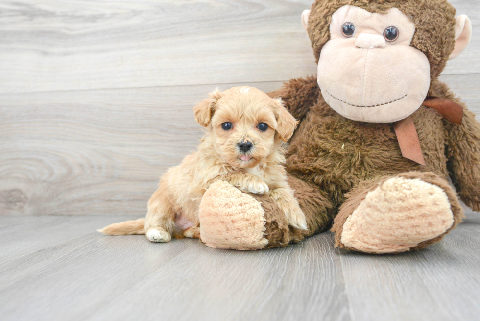 Cute Maltipoo Baby