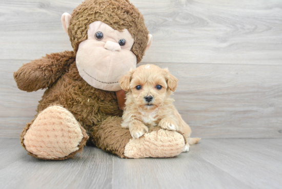 Funny Maltipoo Poodle Mix Pup