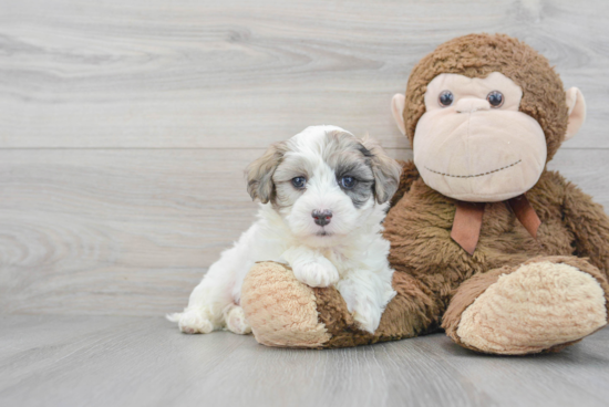 Maltipoo Pup Being Cute