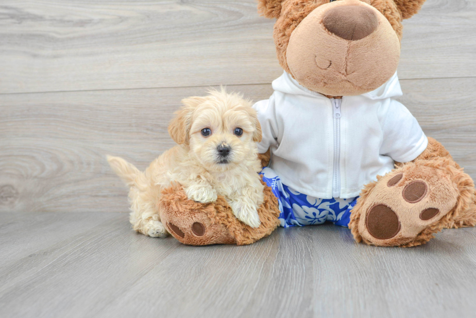 Best Maltipoo Baby