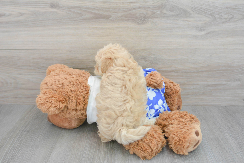 Best Maltipoo Baby