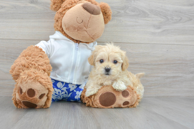 Maltipoo Pup Being Cute