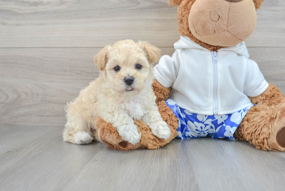 Small Maltipoo Baby