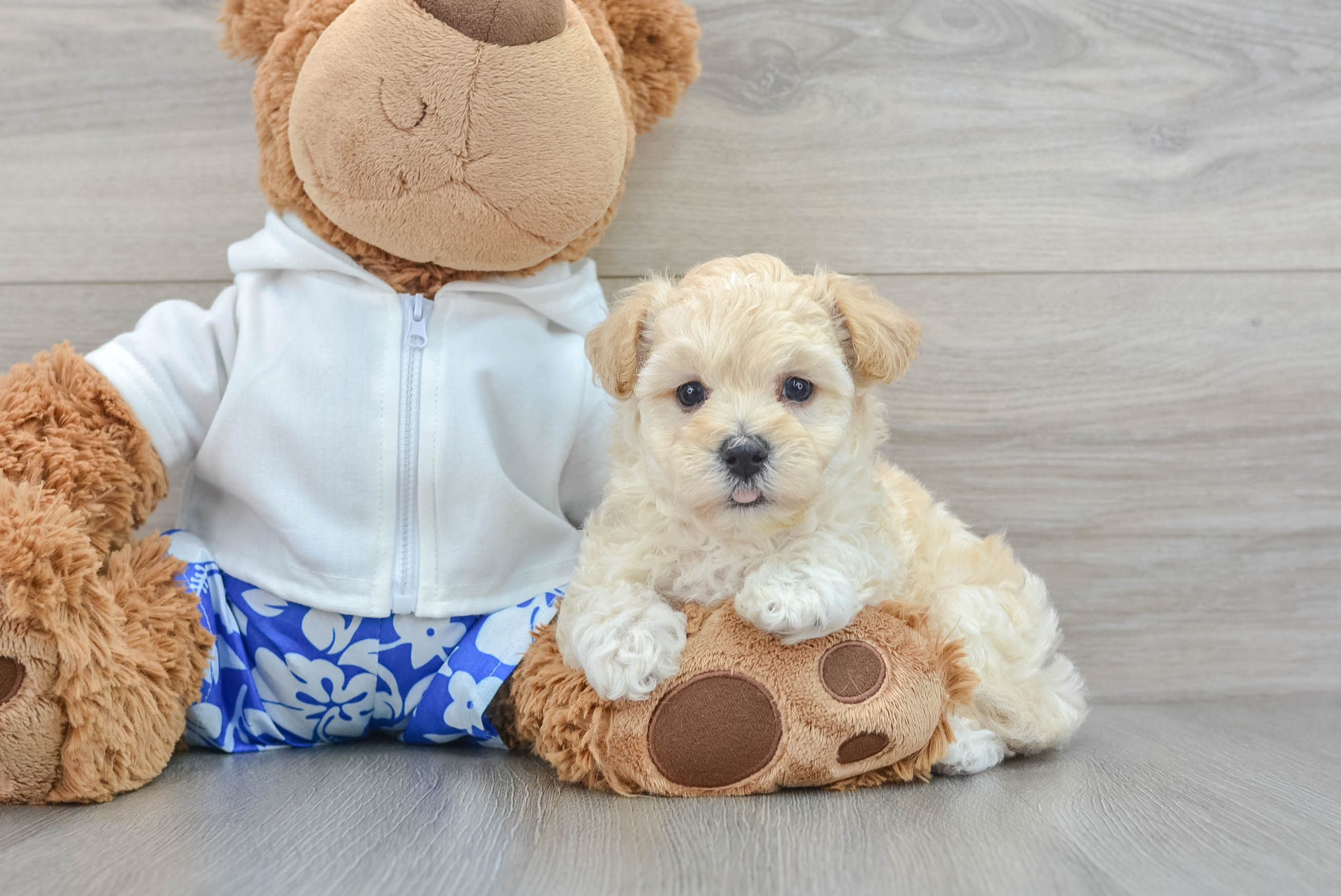 Small Maltipoo Baby