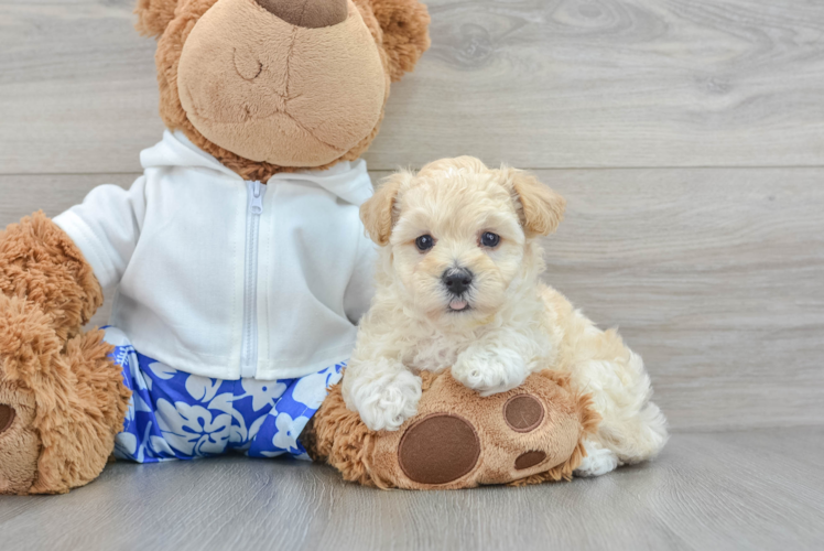 Small Maltipoo Baby