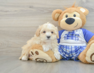 8 week old Maltipoo Puppy For Sale - Premier Pups