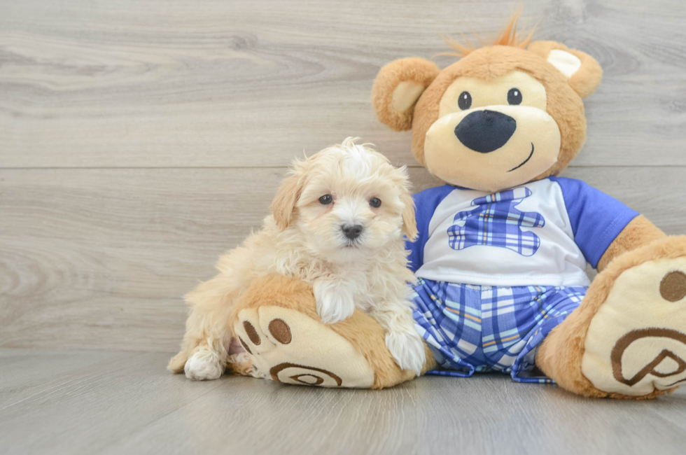 7 week old Maltipoo Puppy For Sale - Premier Pups