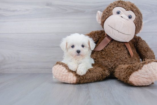 Best Maltipoo Baby