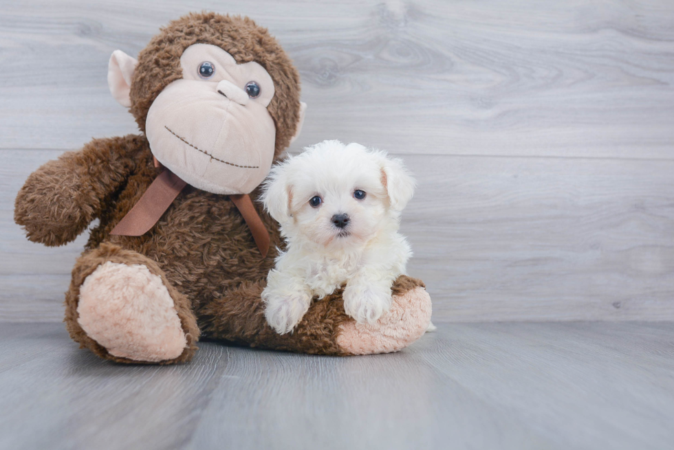 Maltipoo Pup Being Cute