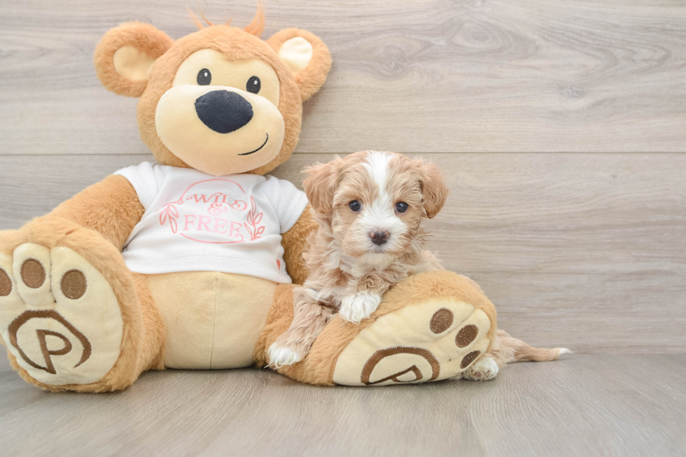 Happy Maltipoo Baby