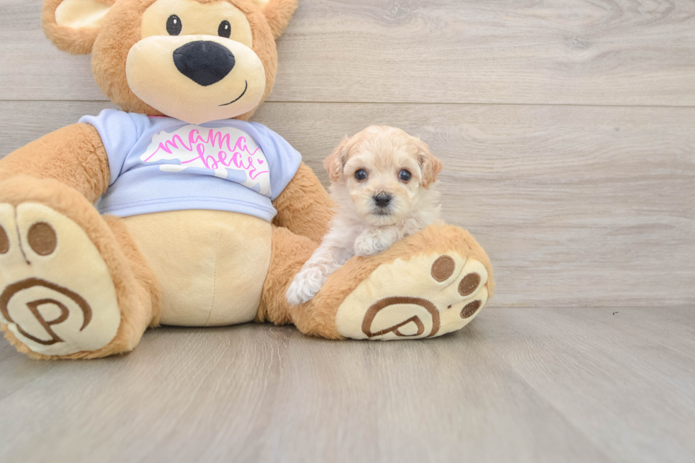 Adorable Malt a Poo Poodle Mix Puppy