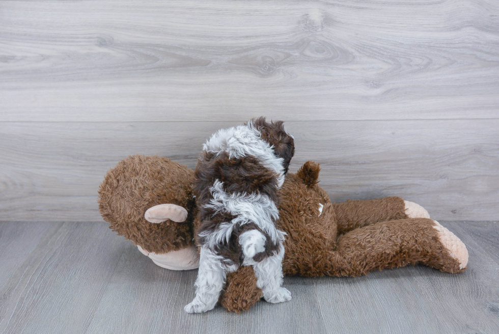 Sweet Maltipoo Baby