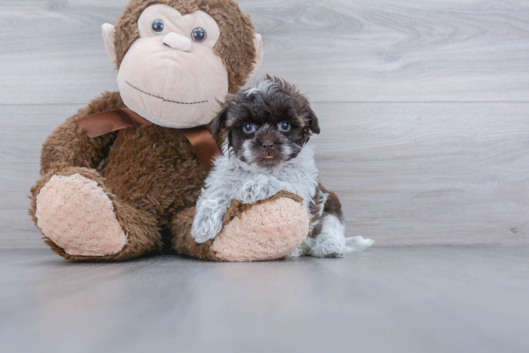 Friendly Maltipoo Baby