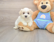 8 week old Maltipoo Puppy For Sale - Premier Pups
