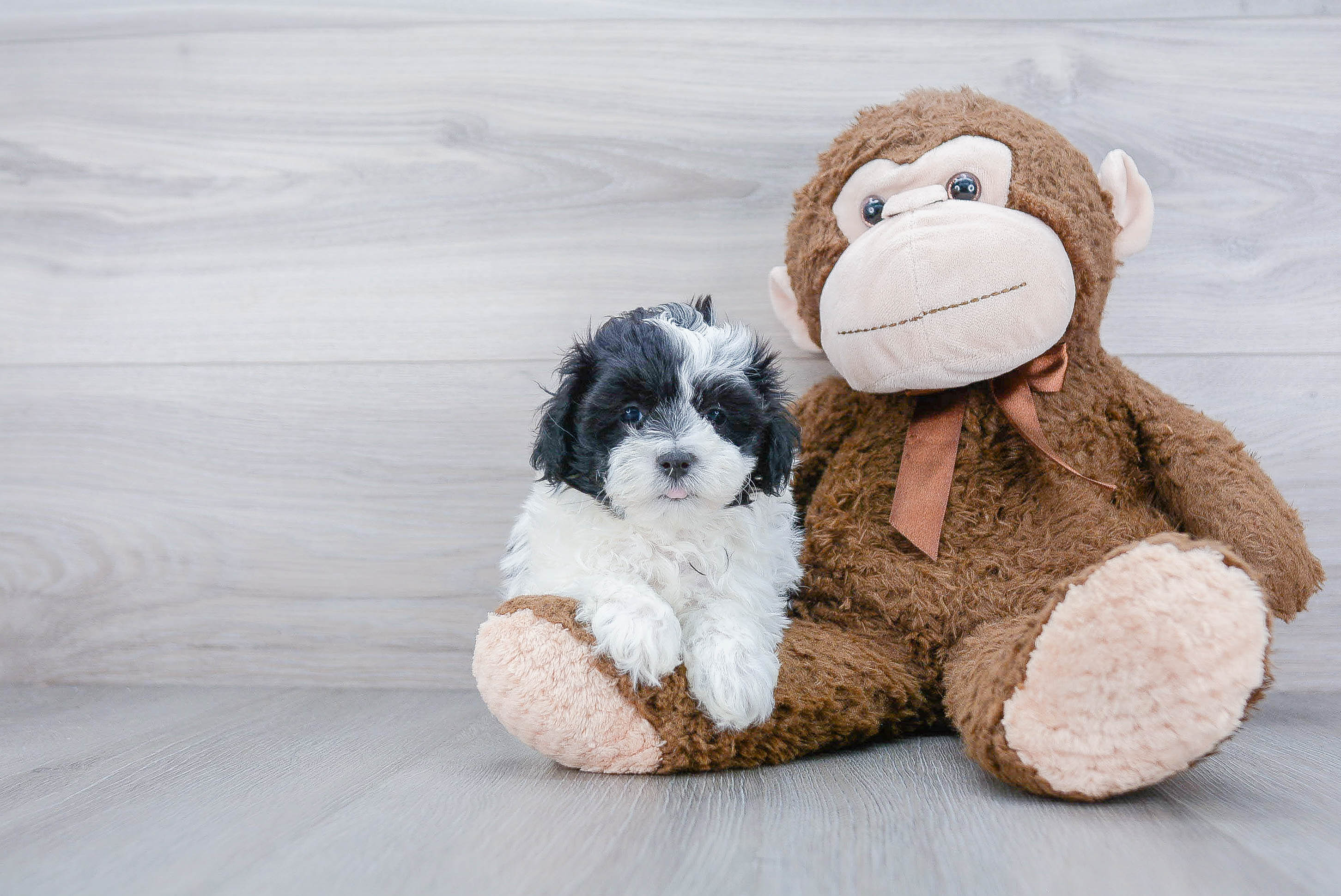 Best Maltipoo Baby