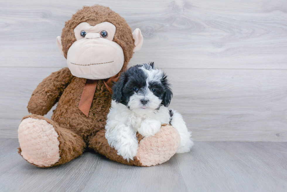 Maltipoo Pup Being Cute