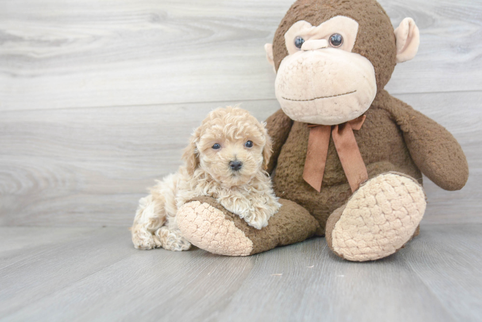 Maltipoo Pup Being Cute