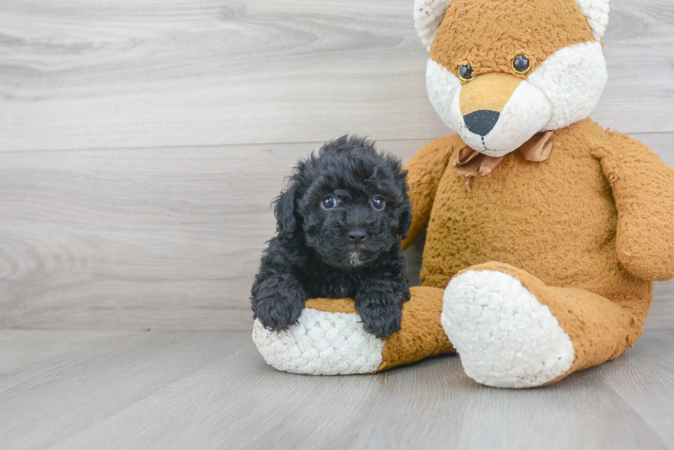 Maltipoo Pup Being Cute