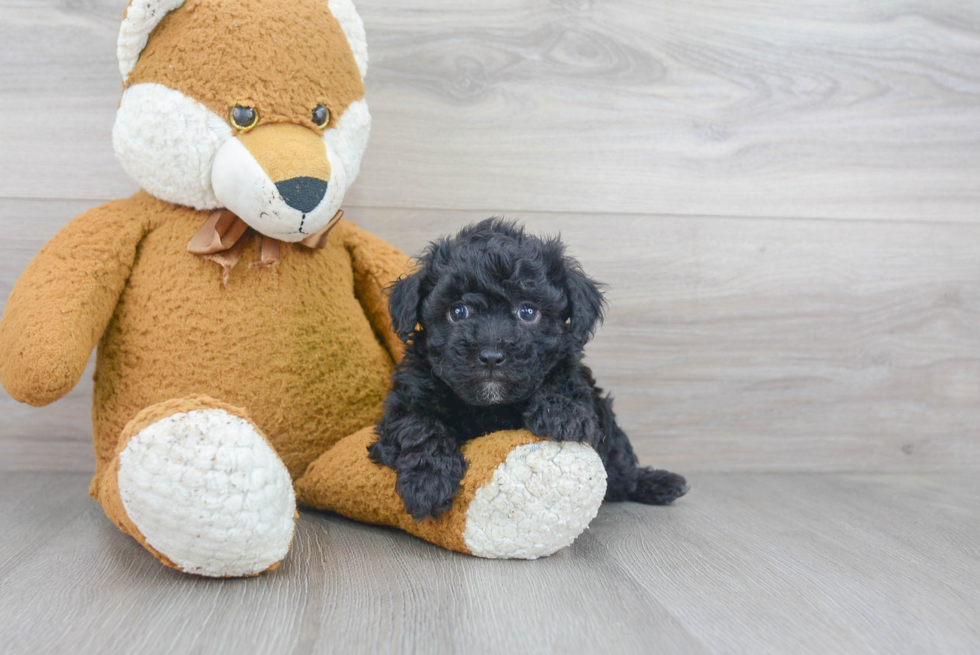 Best Maltipoo Baby