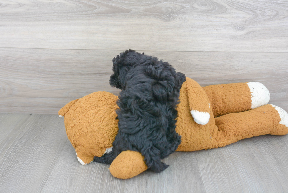 Maltipoo Pup Being Cute