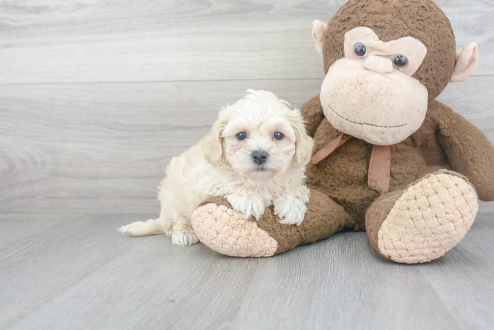 Happy Maltipoo Baby