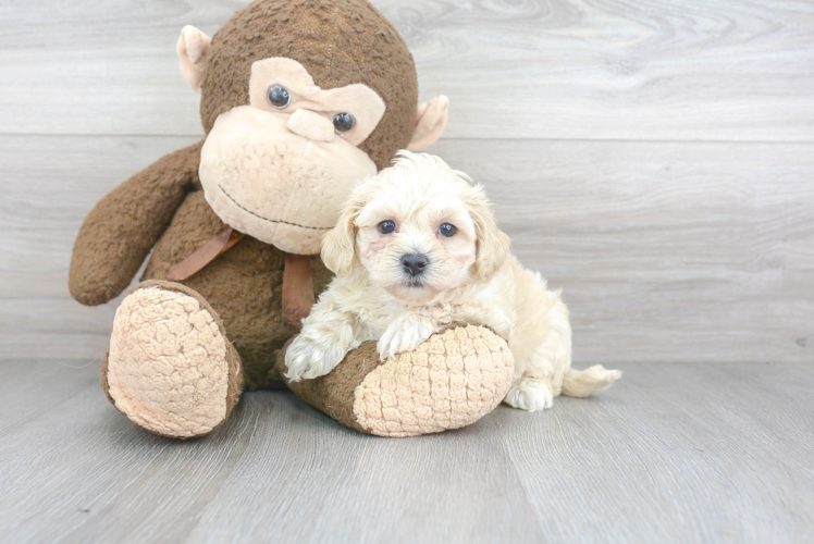 Popular Maltipoo Poodle Mix Pup