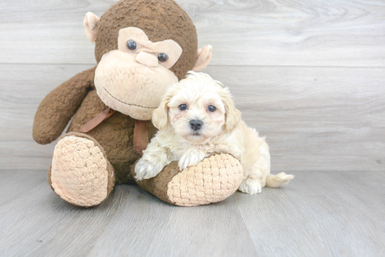 Popular Maltipoo Poodle Mix Pup