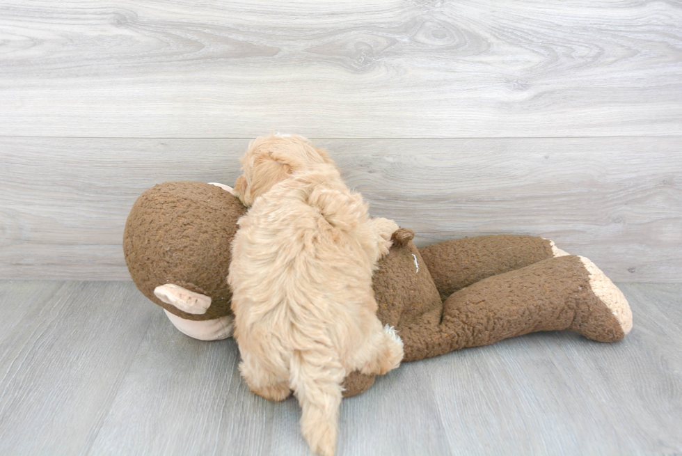 Energetic Maltepoo Poodle Mix Puppy