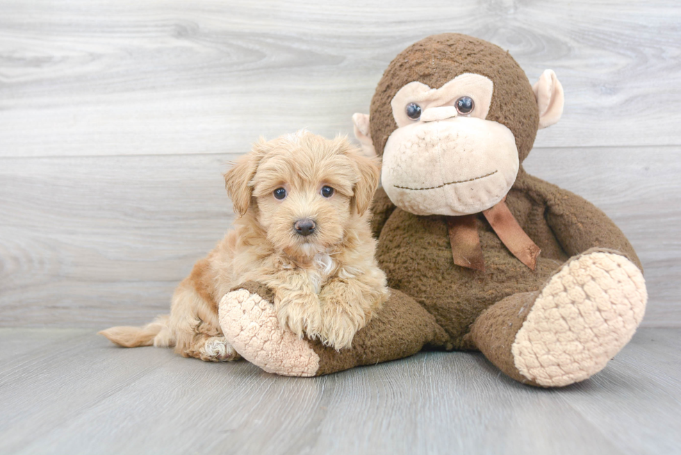 Little Maltese Poodle Poodle Mix Puppy