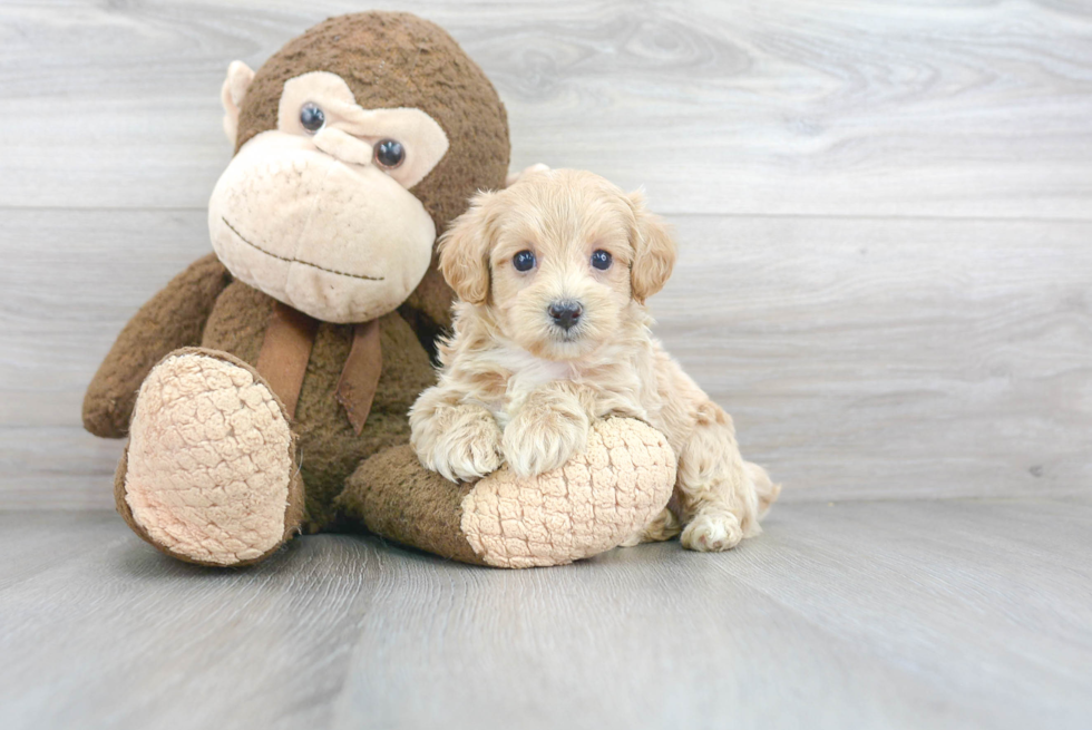 Sweet Maltipoo Baby