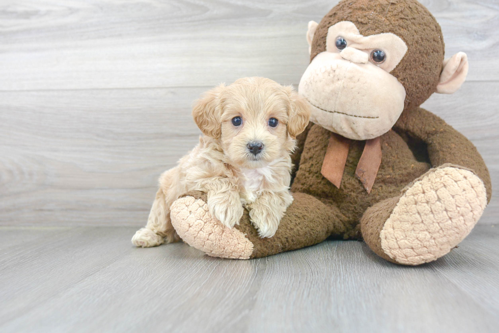 Maltipoo Pup Being Cute