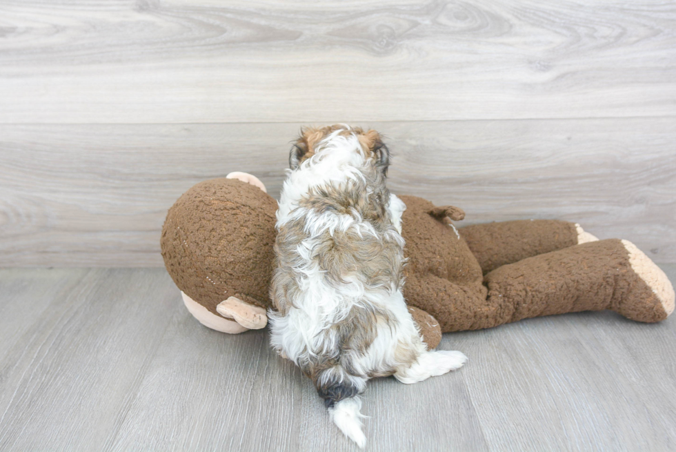 Maltipoo Pup Being Cute