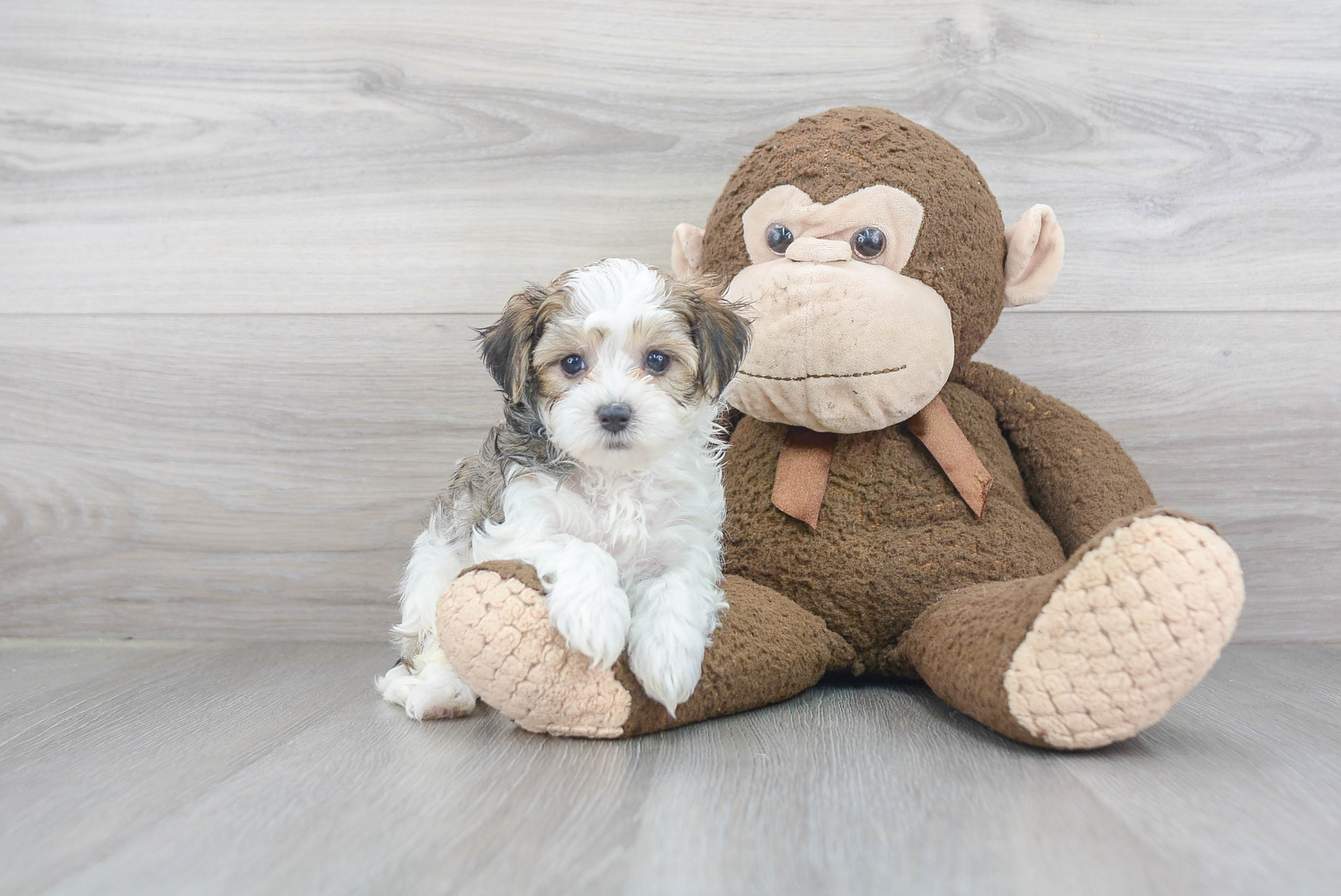 Little Maltese Poodle Poodle Mix Puppy
