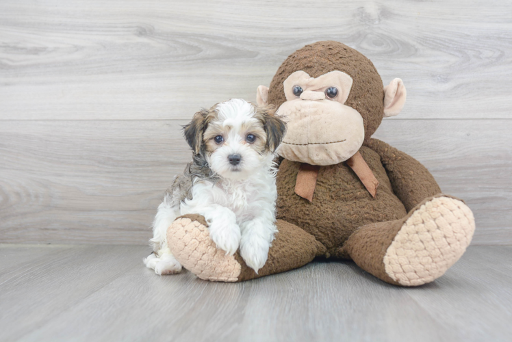 Little Maltese Poodle Poodle Mix Puppy