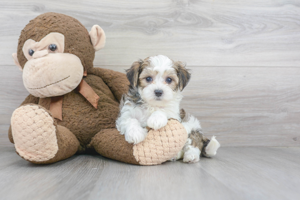 Best Maltipoo Baby