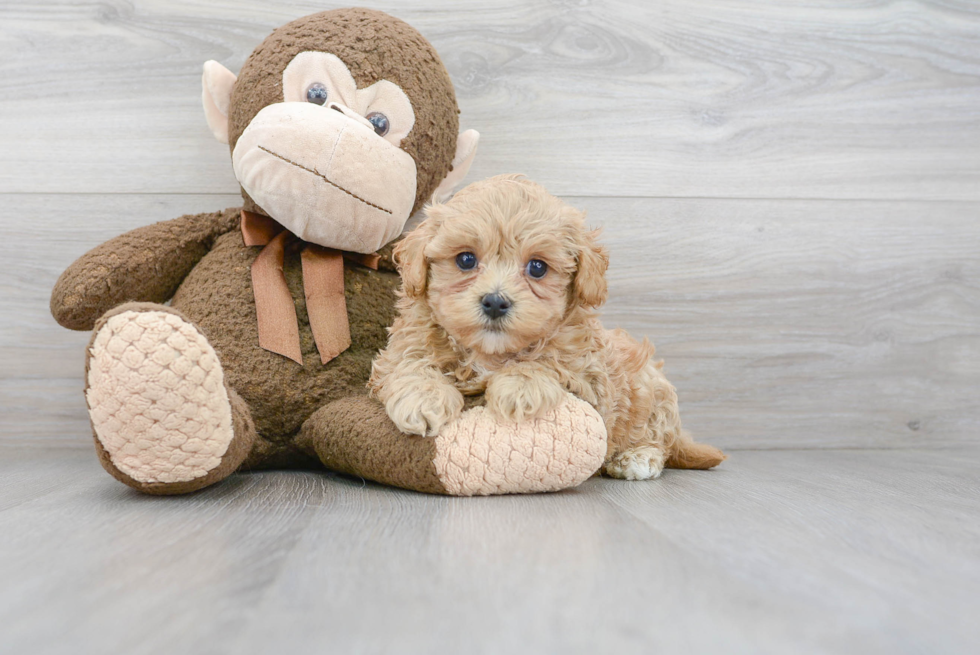 Best Maltipoo Baby