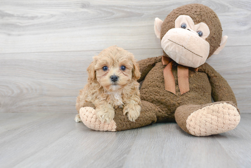 Friendly Maltipoo Baby