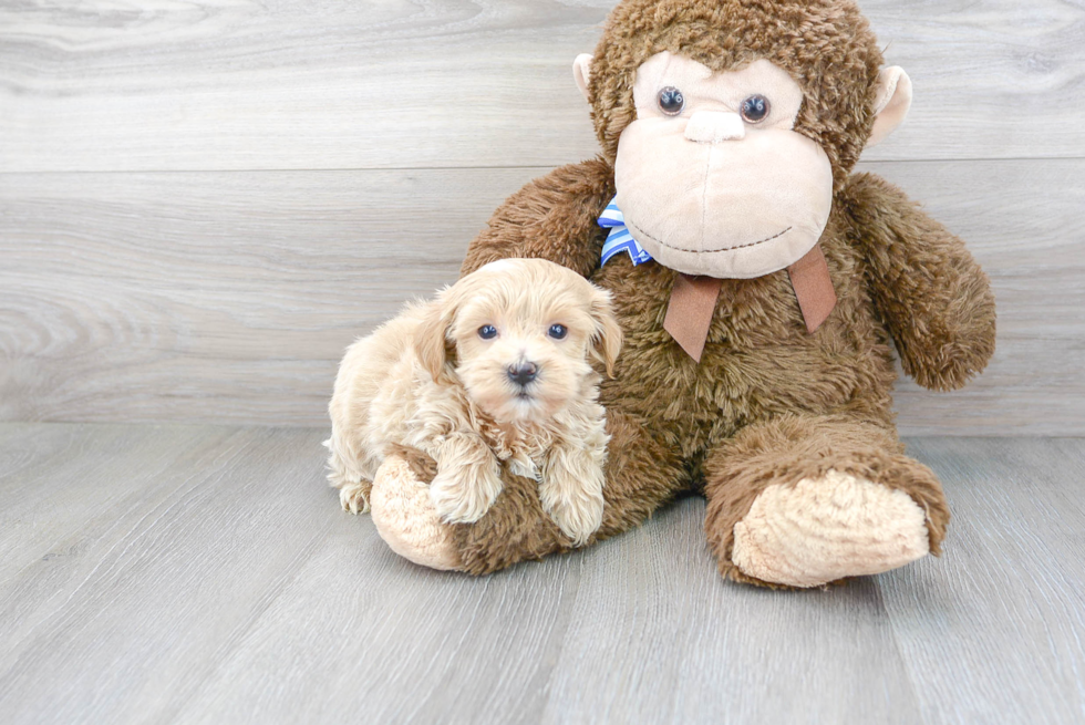 Maltipoo Puppy for Adoption