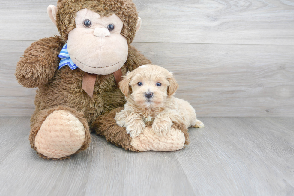 Friendly Maltipoo Baby