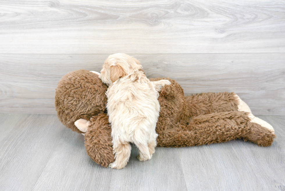 Energetic Maltepoo Poodle Mix Puppy