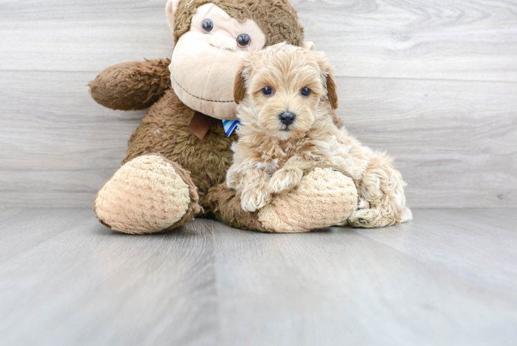 Petite Maltipoo Poodle Mix Pup