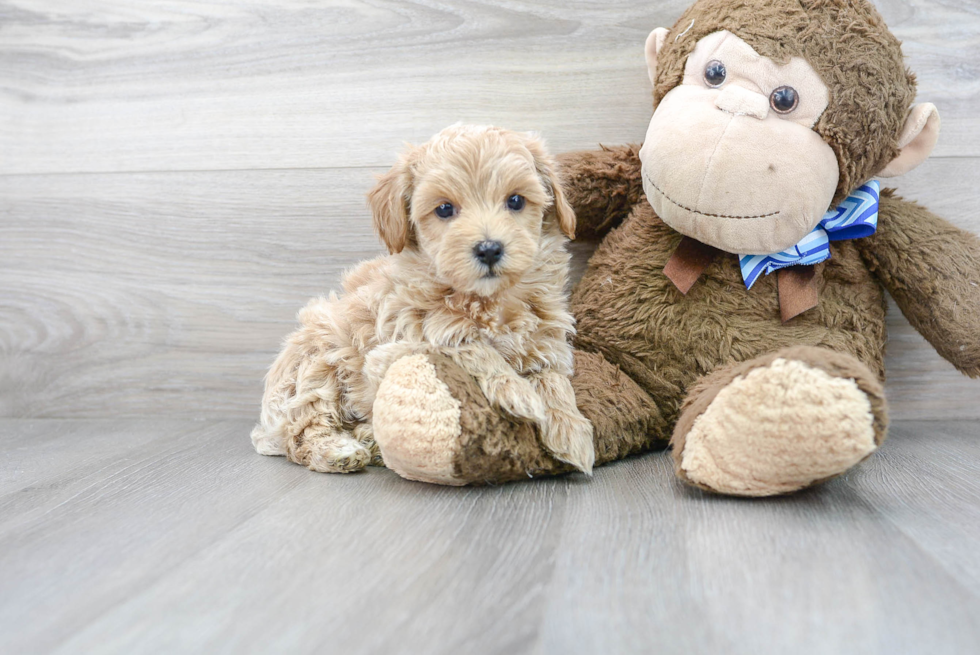 Friendly Maltipoo Baby