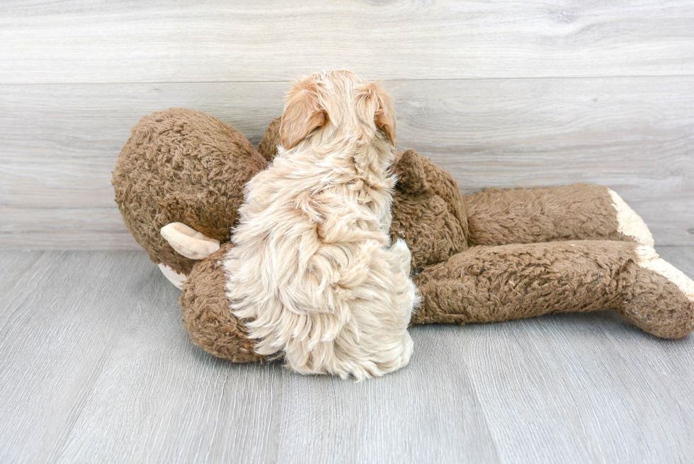 Maltipoo Pup Being Cute