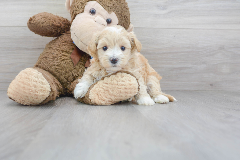 Maltipoo Puppy for Adoption