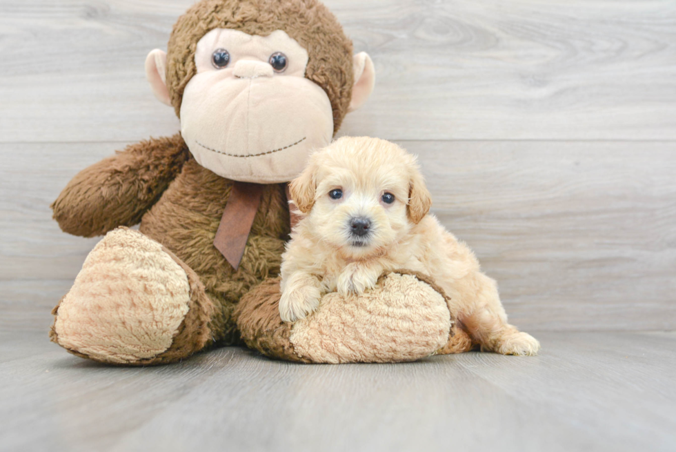 Petite Maltipoo Poodle Mix Pup