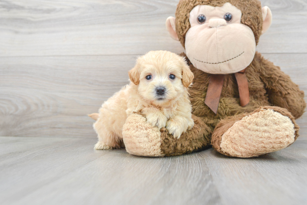 Happy Maltipoo Baby